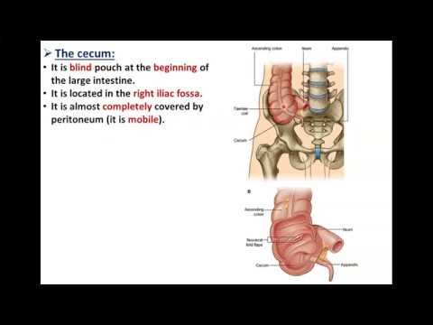 The Large Intestine (Part 1)-Cecum and Appendix - Dr. Ahmed Farid