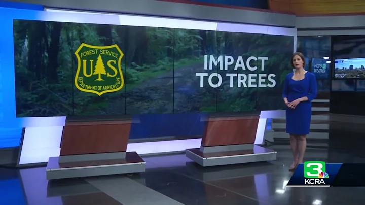 Could 'assisted migration' help trees as climate change worsens?