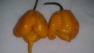 Yellow 7 Pot Primo Pod Test