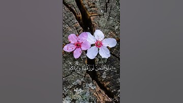 راحة نفسية ♥️🌨️#قران كريم بصوت القارئ اسلام صبحي#حالات واتس اب#تلاوة هادئة ومريحة جدا