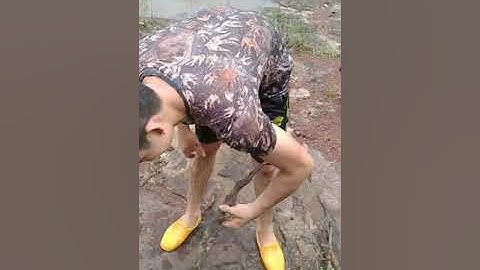 Cây tùng đen cứt chuột tiên yên quảng ninh