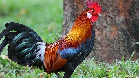 Red Jungle Fowl July 2021 - Lau Qaib Dib