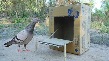 Creative Easy Bird Trap Using Cardboard Box - Unique Bird Trap
