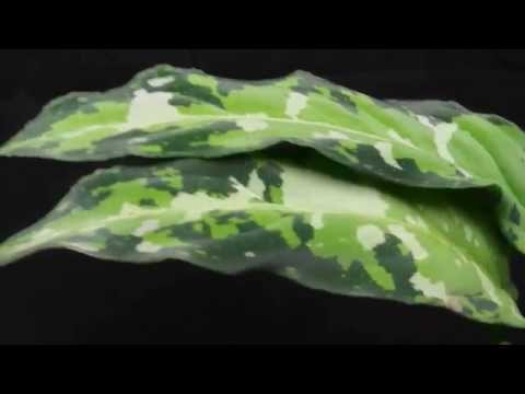 Aglaonema pictum(アグラオネマ ピクタム) - YouTube