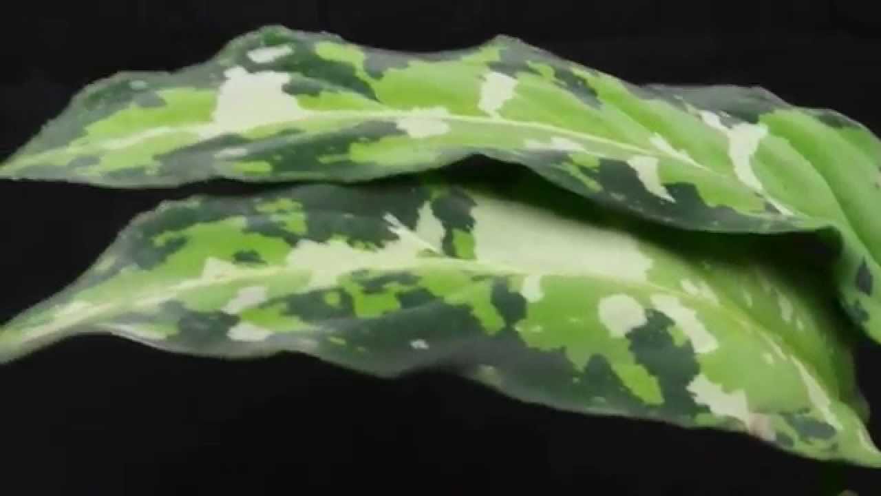 Aglaonema pictum tricolor Aceh Sumatra(アグラオネマ ピクタム