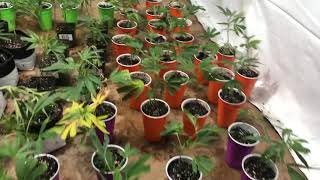 Planted 124 #Clones #420 #grow #cannabis