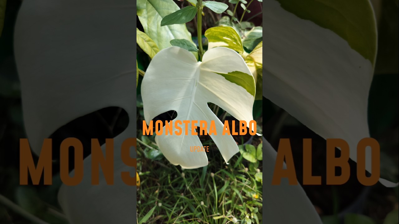 philodendron erubescens white princess Philodendron erubescens 'White Princess' – Mari's Gardens main image 0