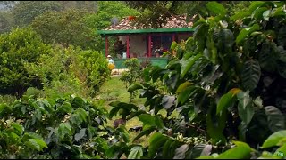 A Day in the Life of Colombian Coffee Growers - TvAgro by Juan Gonzalo Angel