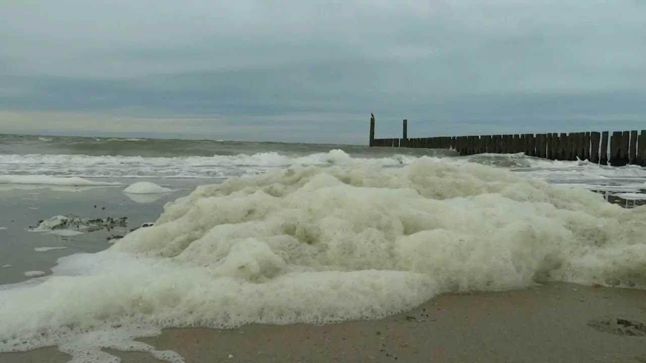 Fliegen? Holland Zoutelande