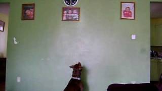 Spring2010 012.AVI