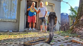 Trapped in the House with a Spitting Cobra! Rinkhals Rescue...