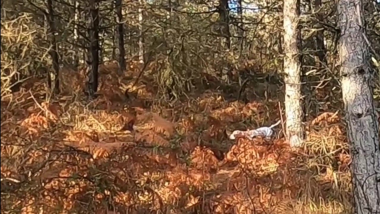🌲🌲POİNTER LİNDA ÇULLUK FERMA🌲🌲#hunting #beccaccia #çulluk #woodcock ...