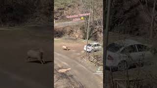 Kaç Oğlum Kaç Şfet Şfetbeniöneçıkar