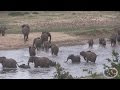 Elephants Of The Crocodile River