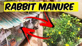 RABBITS FARMING| Utilizing rabbit manure and urine as organic fertilizer