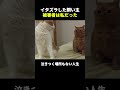 この世で一番冤罪な猫