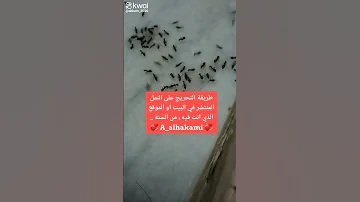 طريقة التحريج على النمل المنتشر في البيت او الموقع الذي أنت فيه من ما ورد في الس نة النبوية 