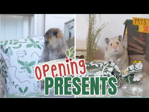 Video: Semua Puppies ini Mahu Adakah HOME Untuk Krismas!