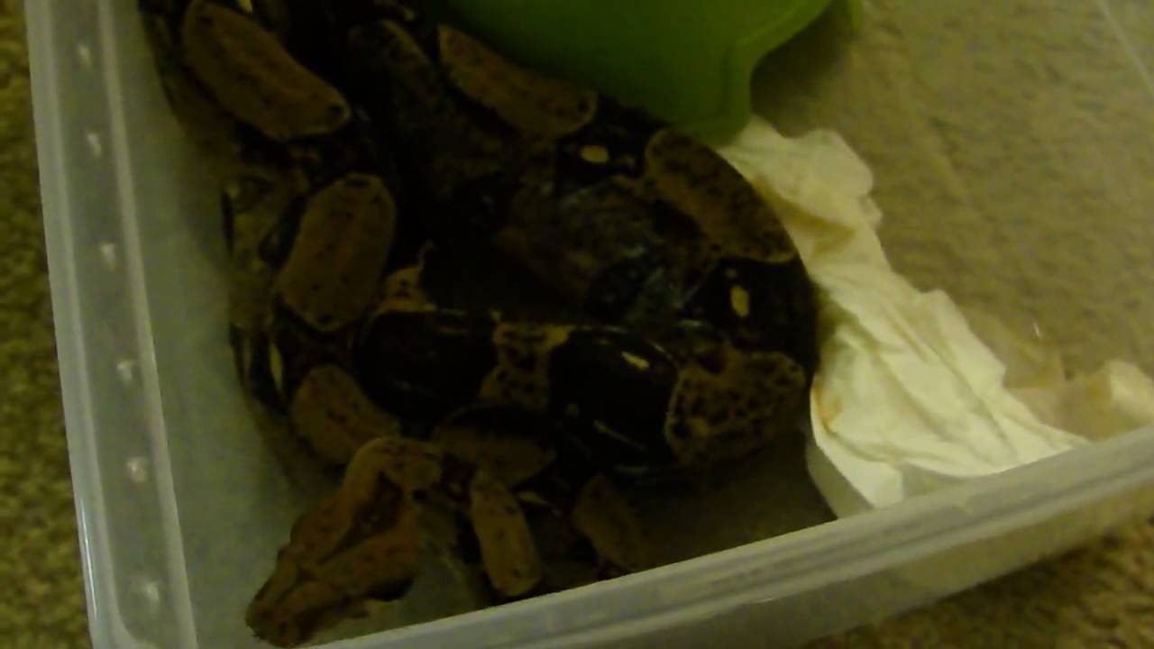 pets at home Breeding Update Feb 27th, 2010 Part 1