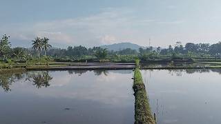 Pagi yang Damai di Sawah 🌾 Suasana Alam yang Menenangkan & Musik Ambient #PagiYangDamai
