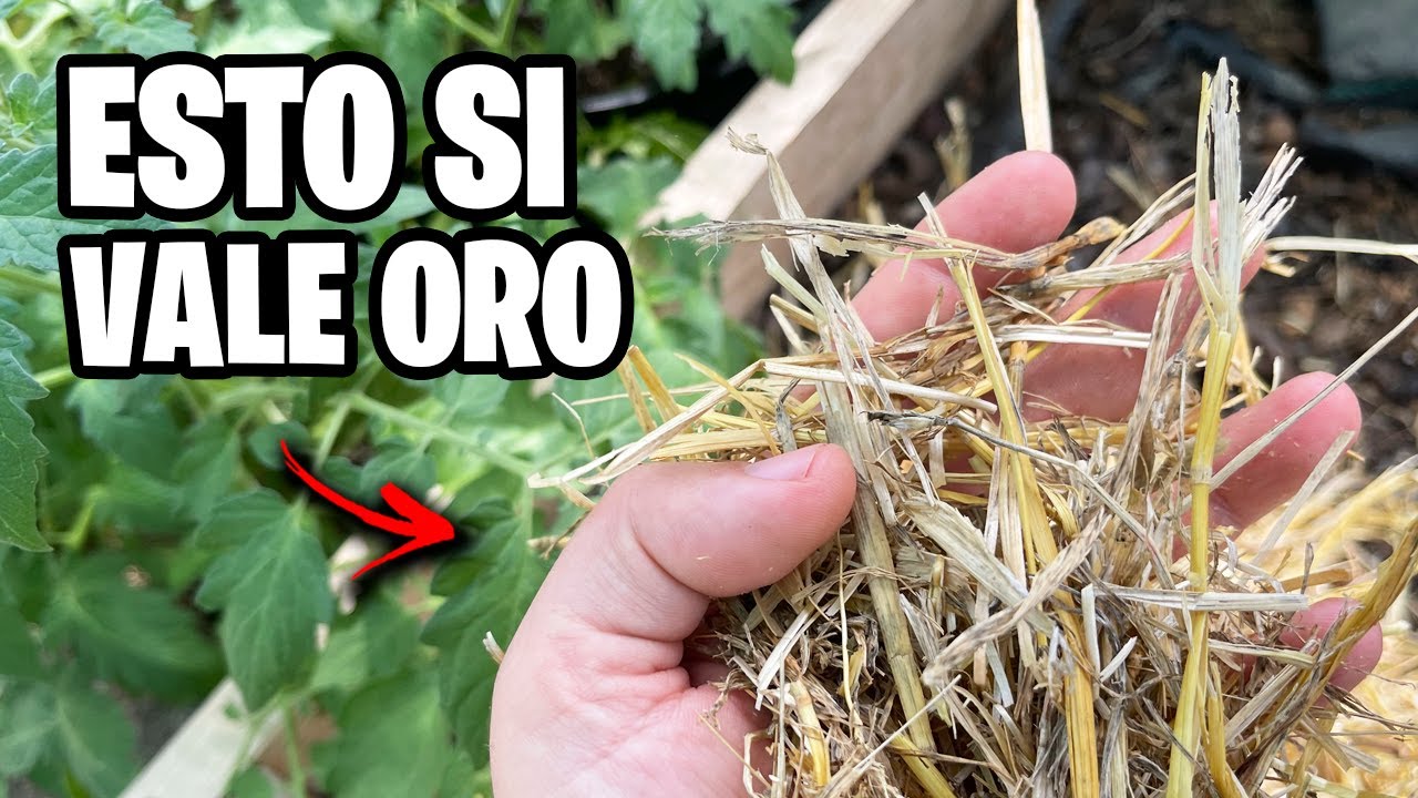 🌾 El SECRETO del ACOLCHADO o MULCH: Nutre tu Tierra sin químicos | La Huerta de Iván