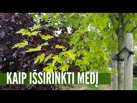 Video: Kultūriniai medžiai – savybės ir pavyzdžiai