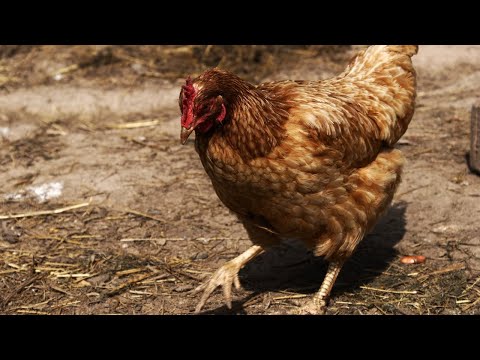 Video: I polli marroni di Lohmann sono amichevoli?