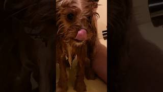 OUR DOG IS SO BRAVE DURING HIS 1ST BATH 🐶🛁 #shorts