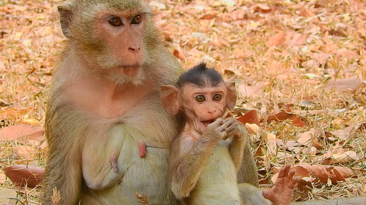 Something with Diamond and baby Dustin, Monkey Diamond and Dustin