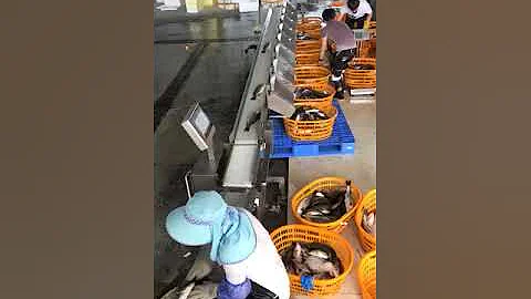 Perch/Bass automatic grading by weight - Dahang's weight grader