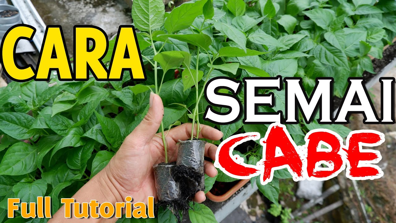 CARA MENYEMAI CABE RAWIT LENGKAP DARI 0 HINGGA SIAP TANAM