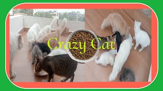 morning in the life of our crazy cat family ❤️| kittens| by The Cats Time 102 views 2 months ago 8 minutes, 2 seconds