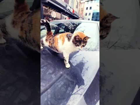 مبارك لحظة صغيرة من السلام والبركة قط فقط هدوء فقط حضور فقط Cat سكينة هدوء سلام حضور