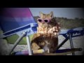 Summer cat - lyrics - www.abitofenglish.com