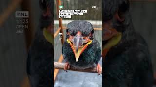 Download Lagu Tengkek buto suara jernih #kicaumania #burung #masteranjernih #kicaumanianusantara MP3 Download Lagu Tengkek buto suara jernih #kicaumania #burung #masteranjernih #kicaumanianusantara MP3