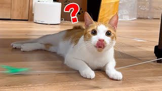 ねこ@プロフ読んでください ねこ@プロフ読んでください 楽天市場】【半額・50%OFF】ねこに