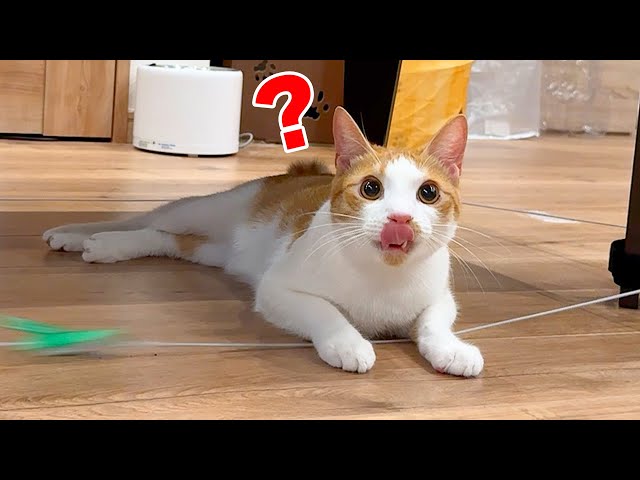 【ピンクの猫】テイラー　2013 日本限定　GSCE テイラー・スウィフト☆ネコ大好き☆キャット・レディ - OK