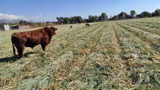 ¡¡YA ANDA EL SEMENTAL ANGUS ROJO CON LAS VACAS!!