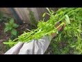 In Howard&#39;s Garden Cleavers/Bedstraw (Galium aparine)