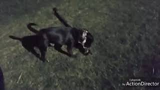 Pitbull Trova Un Legnetto Per Giocare