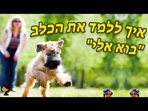 וִידֵאוֹ: איך ללמד כלב לבוא אליך בכל סביבה שהיא