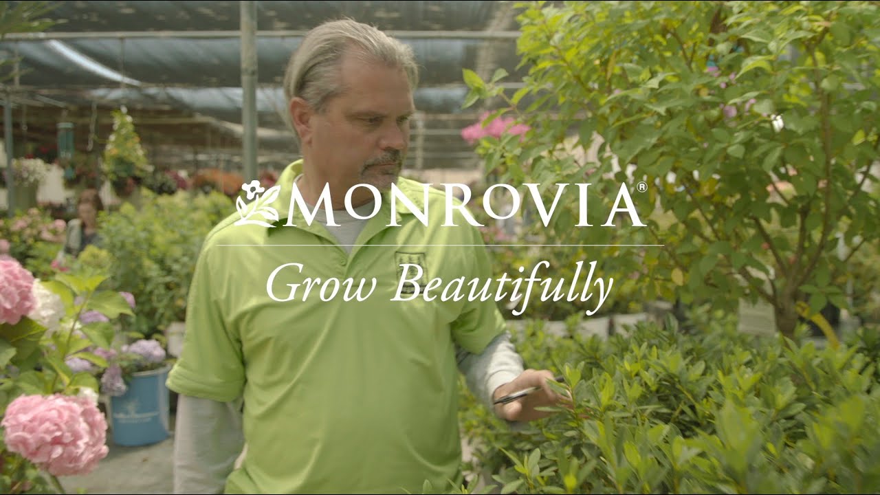 Monrovia Plants  - Wegman's Nursery