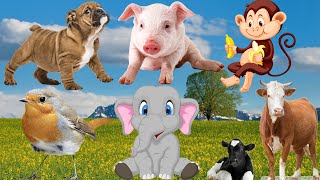 Lively animals, playing and cheerful sounds of farm animals: cows, chickens, pigs by Animal Universe 6,192 views 3 months ago 8 minutes, 21 seconds