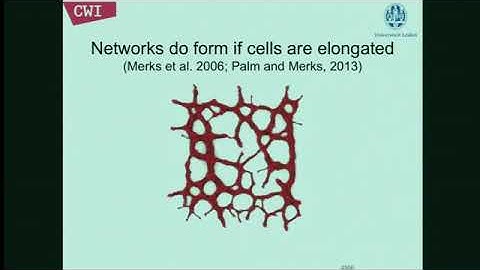 Prof. Roeland  Merks | Multiscale cell-based modeling of mechanical cell-matrix feedback during...