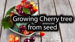 Starting Cherry tree from seed. Simple, Easy, Fast way ever!