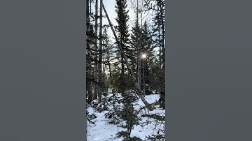 Removing A Widow Maker With A Stihl 361 Chainsaw. #chainsaw #widowmaker #treefelling