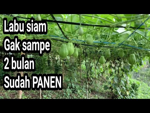 Video: Labu hiasan: penanaman, ciri, jenis, foto dan ulasan