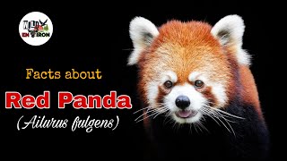 Red Panda | Ailurus fulgens | Scientific facts | #redpanda #wildenviron