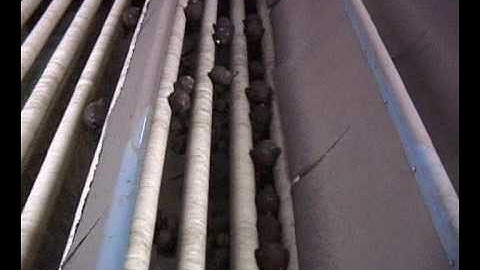 Kerian Speed Grader sorting Jordan Roots by Size