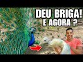 Nossa fêmea de pavão está curada, vamos soltar | choque osmótico em Aves | Aves Recriar